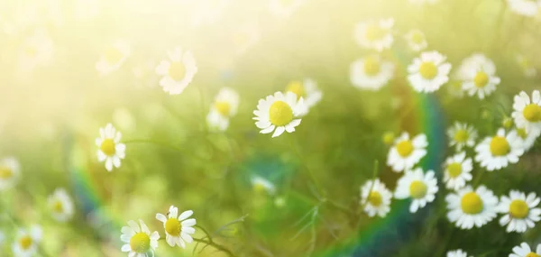 Beautiful chamomile flowers — Stock Photo, Image