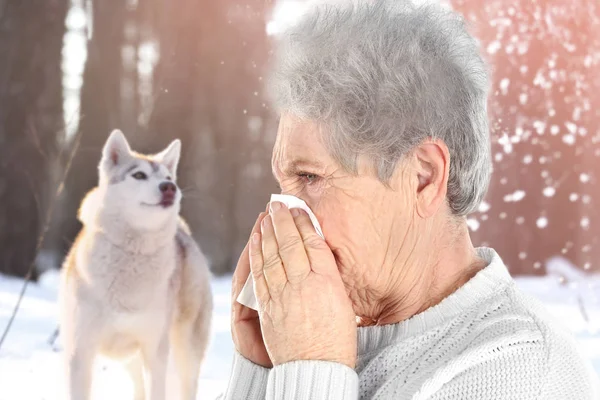 組織と 犬にアレルギーの概念の背景にペット病気女性とシニア — ストック写真