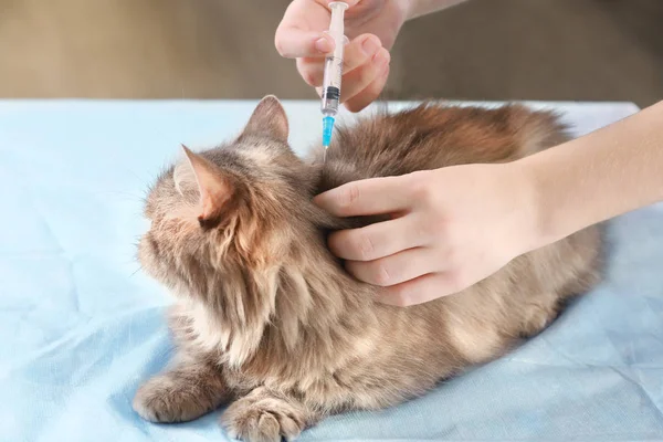 Veteriner telkih kedi — Stok fotoğraf
