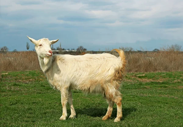Белая коза на зеленом мясе — стоковое фото