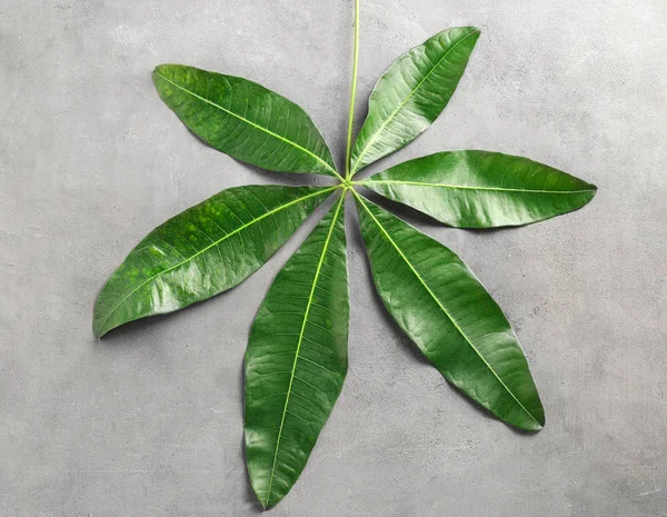 Green tropical leaf — Stock Photo, Image