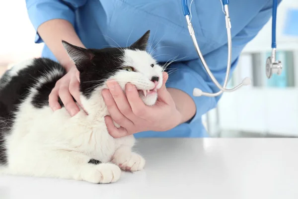 Ветеринар, осматривающий кошачьи зубы — стоковое фото