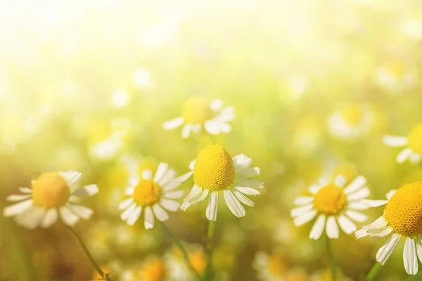 Krásný heřmánkový květ — Stock fotografie