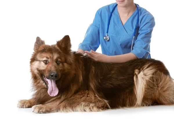 Veterinär Vaccinerande Hund Vit Bakgrund — Stockfoto