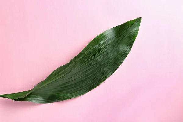 Πράσινο τροπικό φύλλο — Φωτογραφία Αρχείου