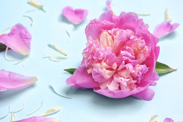 Composição com bela flor de peônia — Fotografia de Stock