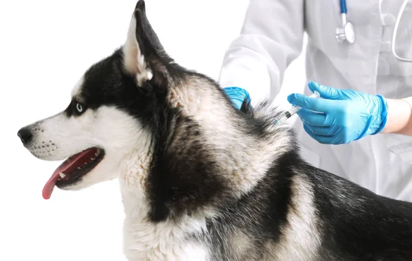 Veteriner telkih husky köpek 