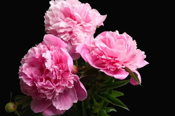 Bellissimi fiori di peonia — Foto Stock