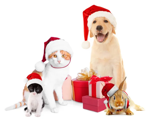 Lustige Haustiere in Weihnachtsmützen — Stockfoto