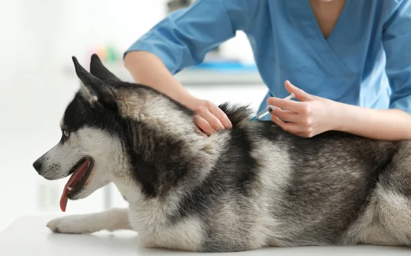Veterinární lékař očkování husky pes — Stock fotografie