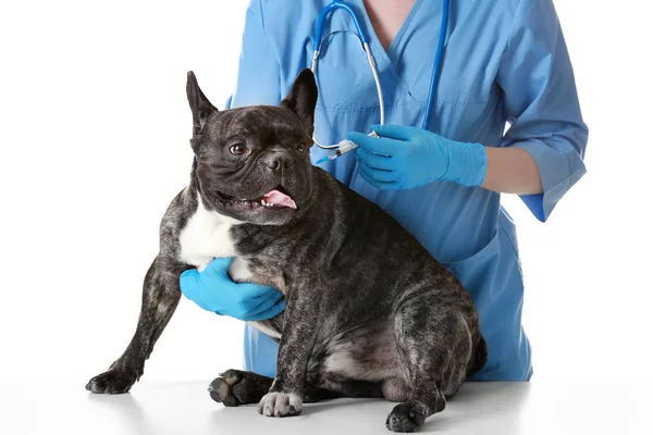 Veterinario cane vaccinatore — Foto Stock