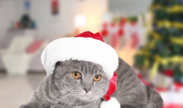 Carino gatto in cappello di Babbo Natale — Foto Stock