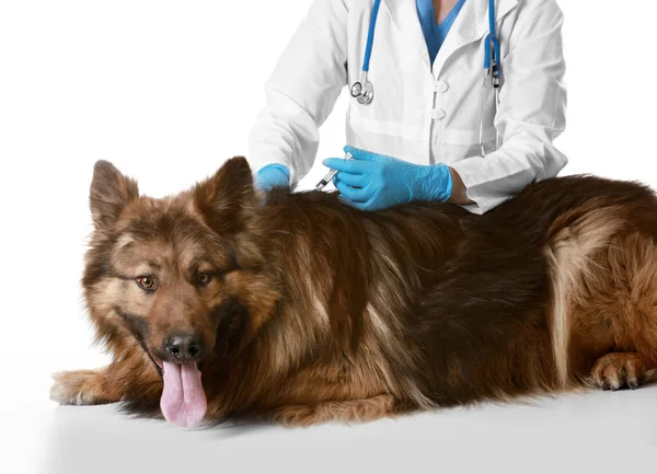 Vétérinaire vaccinant chien — Photo