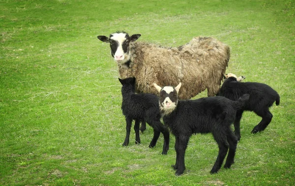 Ładny zabawny jagniąt i owiec — Zdjęcie stockowe
