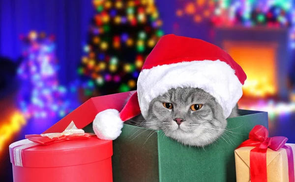 Noel Baba şapkalı şirin kedi. — Stok fotoğraf