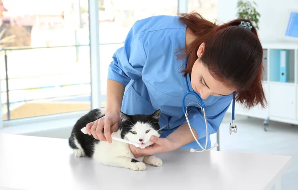 Veterinarian brushing cat\'s teeth