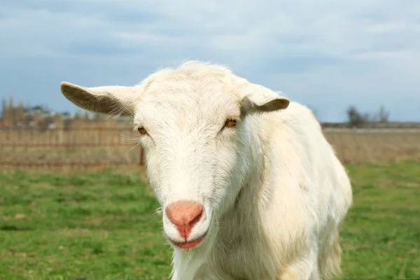 White goat on green meadow — Stock Photo, Image