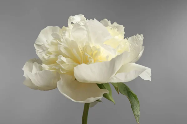 Bellissimo fiore di peonia — Foto Stock