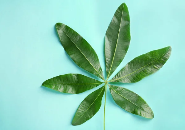 Folha tropical verde — Fotografia de Stock