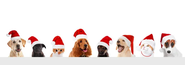 Funny pets in Santa hats — Stock Photo, Image