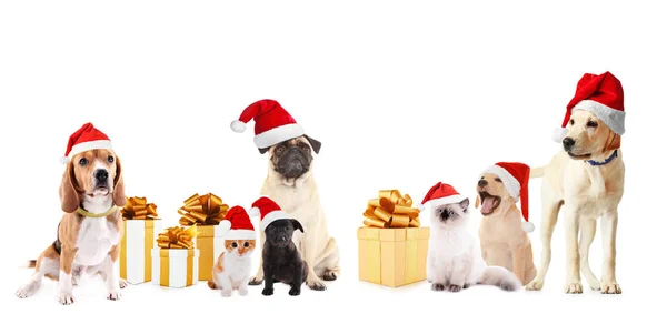 Mascotas graciosas en sombreros de Santa — Foto de Stock