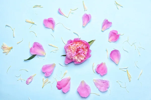 Samenstelling met mooie peony bloem — Stockfoto