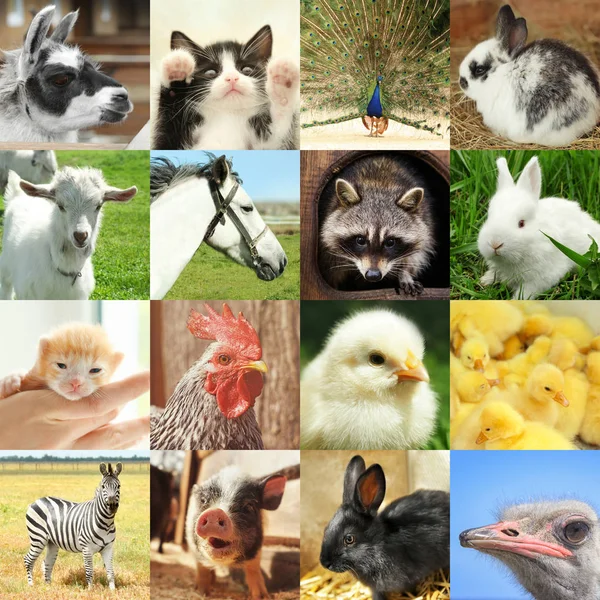 Diferentes animais bonitos — Fotografia de Stock