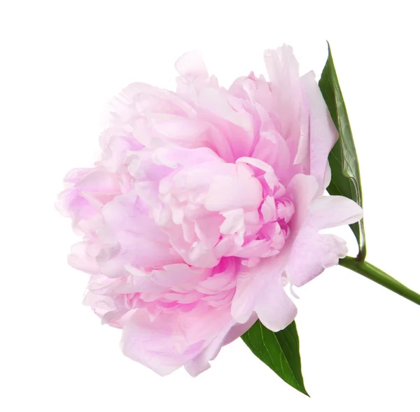 Bellissimo fiore di peonia — Foto Stock