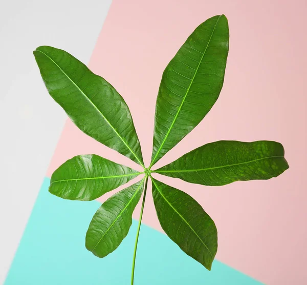 Gröna tropiska blad — Stockfoto