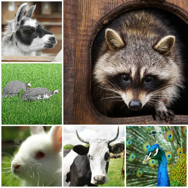 Different cute animals — Stock Photo, Image