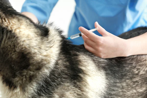 Veterinarian vaccinating husky dog — Stock Photo, Image