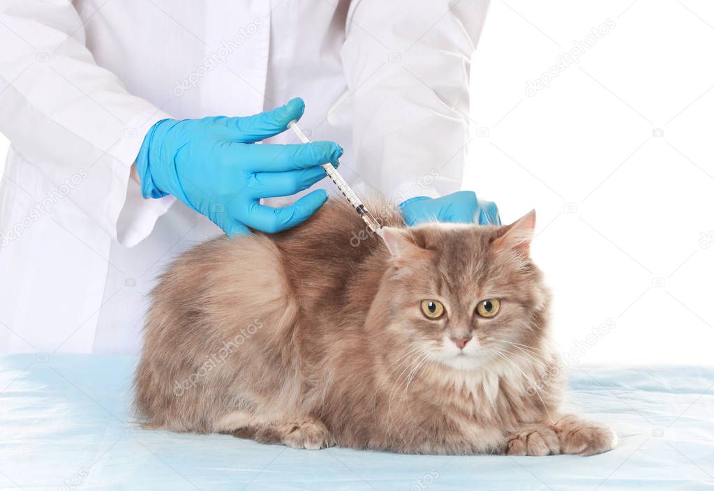 Veterinarian vaccinating cat
