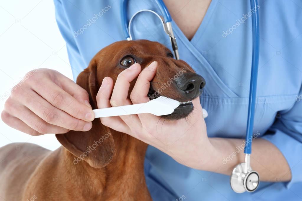 Veterinarian brushing dog's teeth