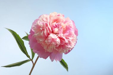 güzel Şakayık çiçeği 