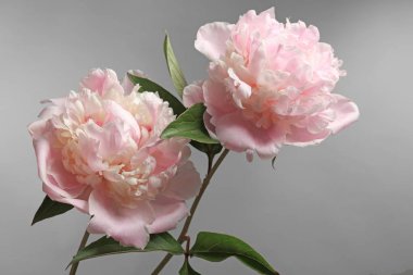 güzel Şakayık çiçekleri