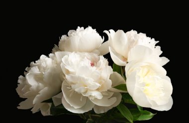 güzel Şakayık çiçekleri