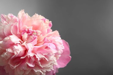 güzel Şakayık çiçeği 