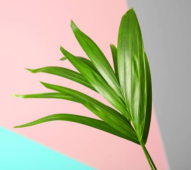 yeşil tropikal yaprak  