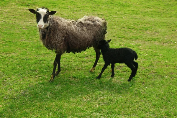 可爱有趣的羊肉和母亲 — 图库照片
