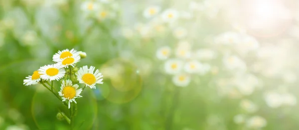 Beautiful chamomile flowers — Stock Photo, Image