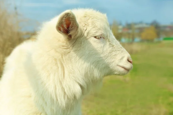 Koza biała na zielony łąka — Zdjęcie stockowe
