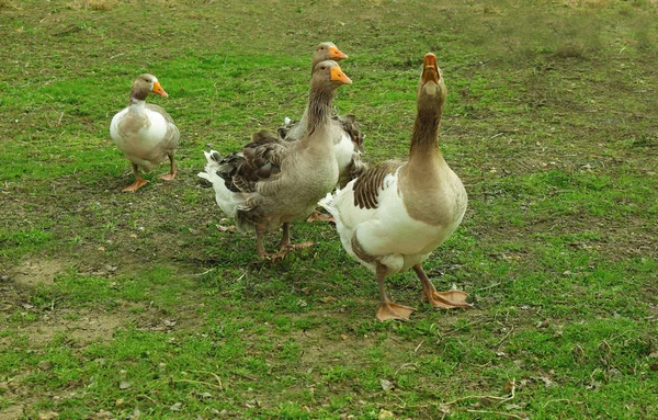Geese on green meadow — Stock Photo, Image