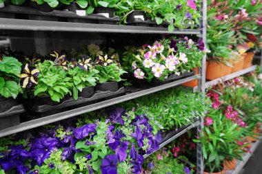 Raflarda farklı bitkiler