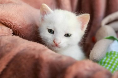 Oturma sevimli kedicik 