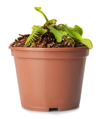 Bir tencerede Dionaea muscipula 