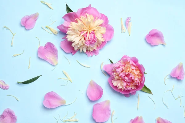 Beautiful peony flowers — Stock Photo, Image