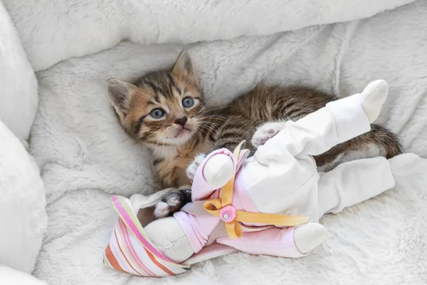 Cute little kitten playing with toy rabbit — Stock Photo, Image