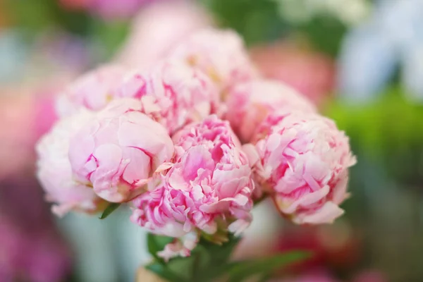 Hermosas peonías rosadas — Foto de Stock