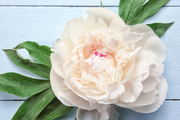 Красивый пионский цветок — стоковое фото