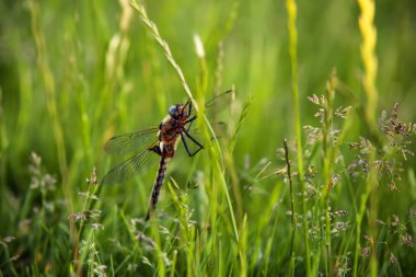 Çimen bıçak üzerinde oturan yusufçuk